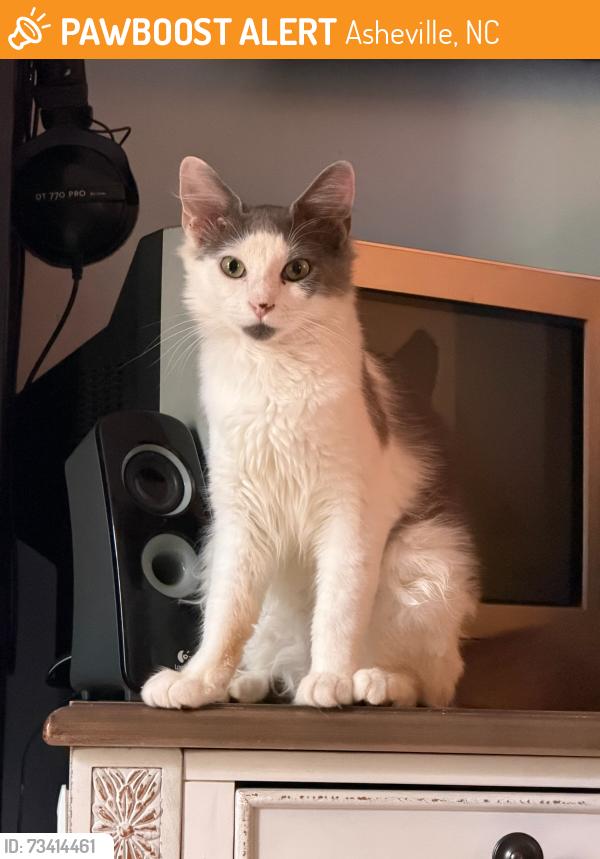 Found/Stray Female Cat last seen Short Michigan Ave near Carrier Park, Asheville, NC 28806