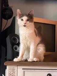 Found/Stray Female Cat last seen Short Michigan Ave near Carrier Park, Asheville, NC 28806