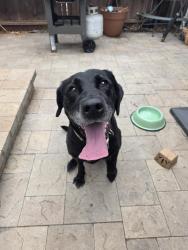 Found/Stray Female Dog last seen Oliver ave, Oakland, CA 94605