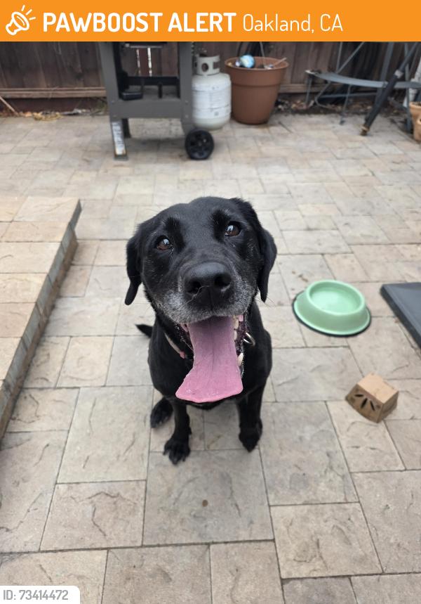 Found/Stray Female Dog last seen Oliver ave, Oakland, CA 94605