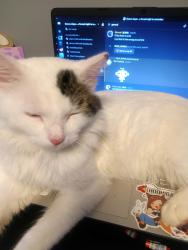Lost Male Cat last seen Arcade st, Saint Paul, MN 55106