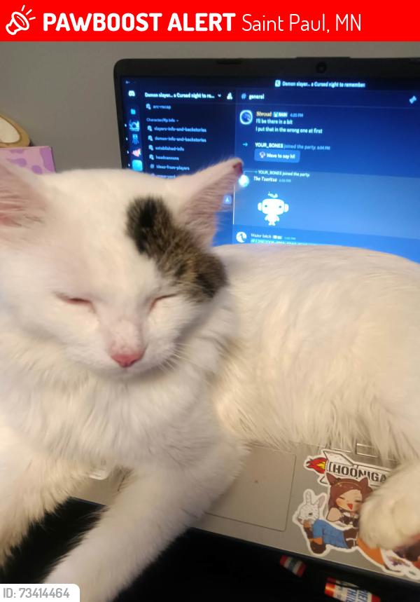 Lost Male Cat last seen Arcade st, Saint Paul, MN 55106