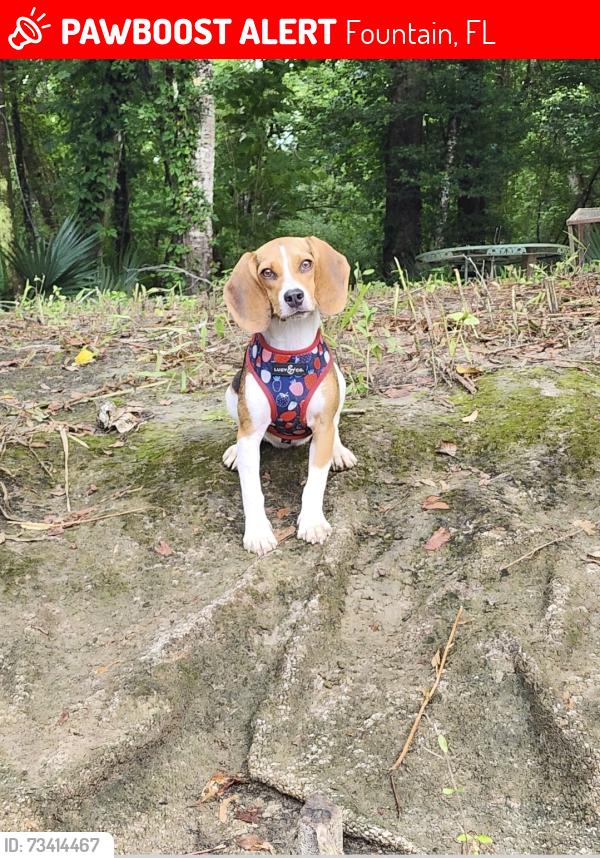 Lost Female Dog last seen Deep springs rd and silver lake rd, Fountain, FL 32438