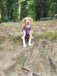 Lost Female Dog last seen Deep springs rd and silver lake rd, Fountain, FL 32438