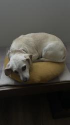 Lost Female Dog last seen Willoughby and Sweetzer, West Hollywood, CA 90046