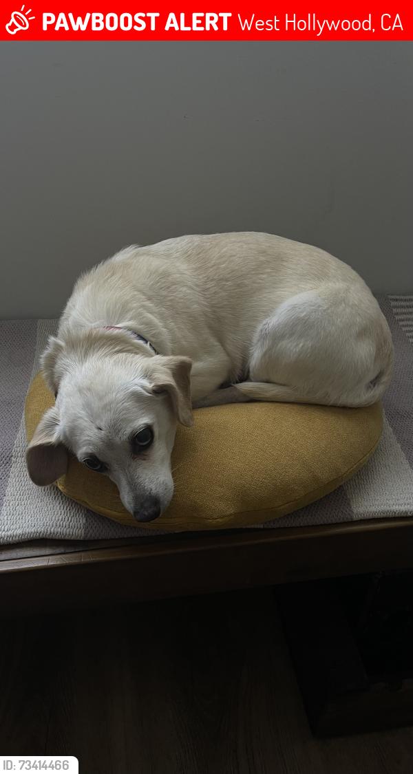 Lost Female Dog last seen Willoughby and Sweetzer, West Hollywood, CA 90046