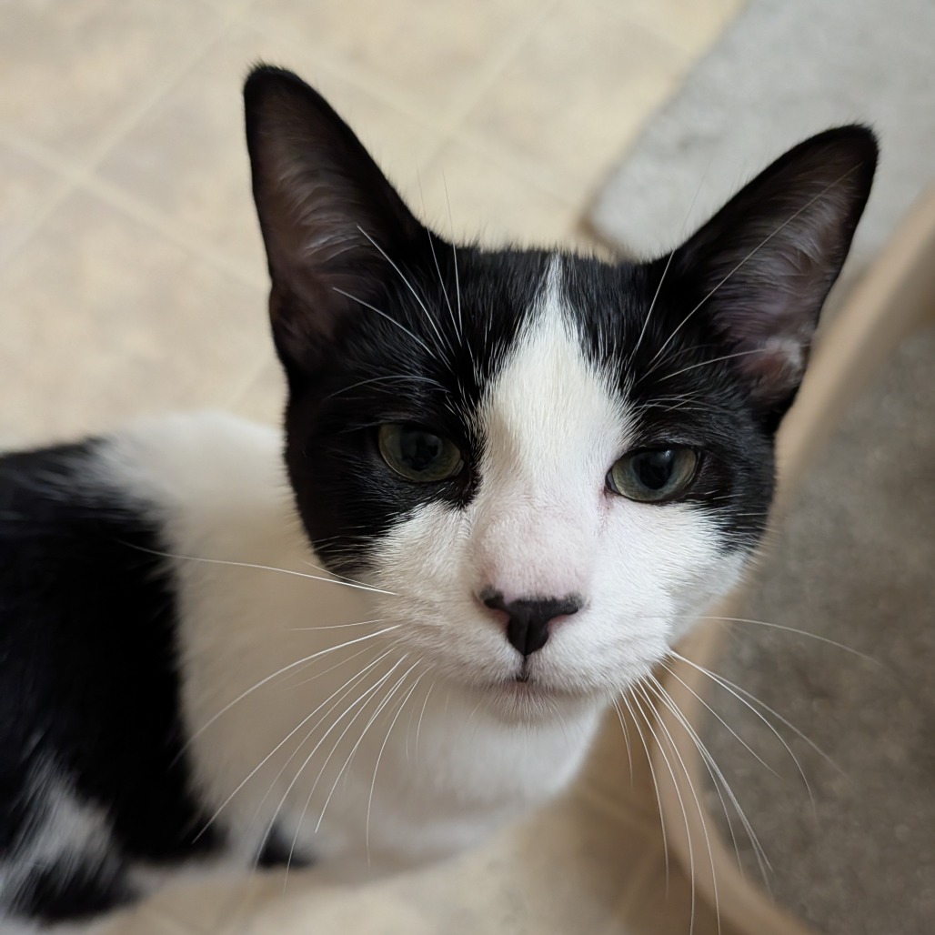 Shelter Stray Male Cat last seen , 2608 Center St, Tacoma, WA 98409, USA