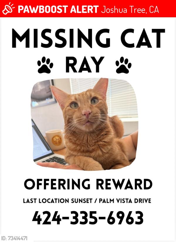 Lost Male Cat last seen Sunset Road & Palm Vista Drive, Joshua Tree, CA 92252