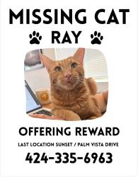 Lost Male Cat last seen Sunset Road & Palm Vista Drive, Joshua Tree, CA 92252