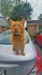 Lost Male Cat last seen Indian trail deer park tx, Deer Park, TX 77536