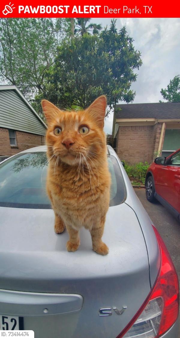 Lost Male Cat last seen Indian trail deer park tx, Deer Park, TX 77536