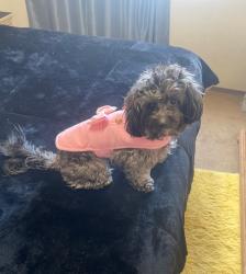 Lost Female Dog last seen Vernon Ave. & S. Main St 90011, Los Angeles, CA 90011
