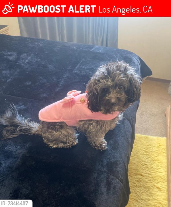 Lost Female Dog last seen Vernon Ave. & S. Main St 90011, Los Angeles, CA 90011