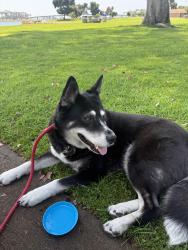 Reunited Female Dog last seen Near Apple court, Apple gate, CA, Applegate, CA 95703