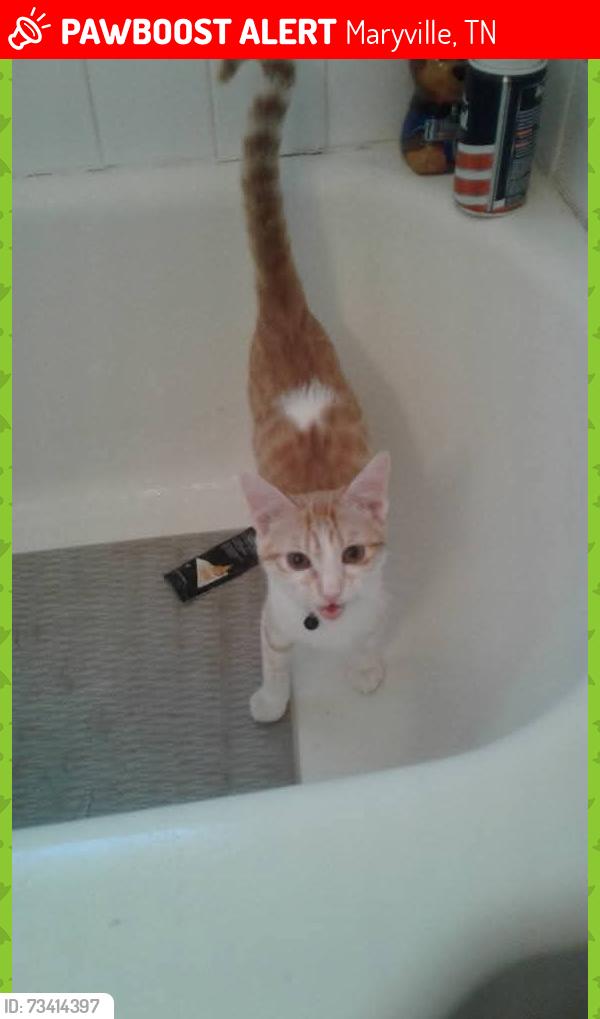 Lost Male Cat last seen Conning farm, carpenters elementary and carpenters middle school, Maryville, TN 37803