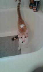 Lost Male Cat last seen Conning farm, carpenters elementary and carpenters middle school, Maryville, TN 37803