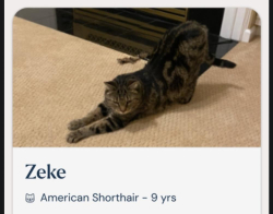 Lost Male Cat last seen Kadence Circle, Williston, VT 05495
