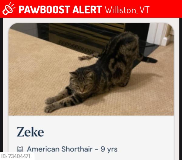 Lost Male Cat last seen Kadence Circle, Williston, VT 05495