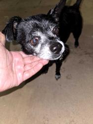 Found/Stray Male Dog last seen shad drive, Highlands County, FL 33872