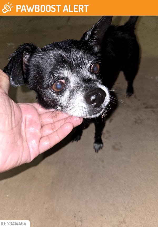Found/Stray Male Dog last seen shad drive, Highlands County, FL 33872