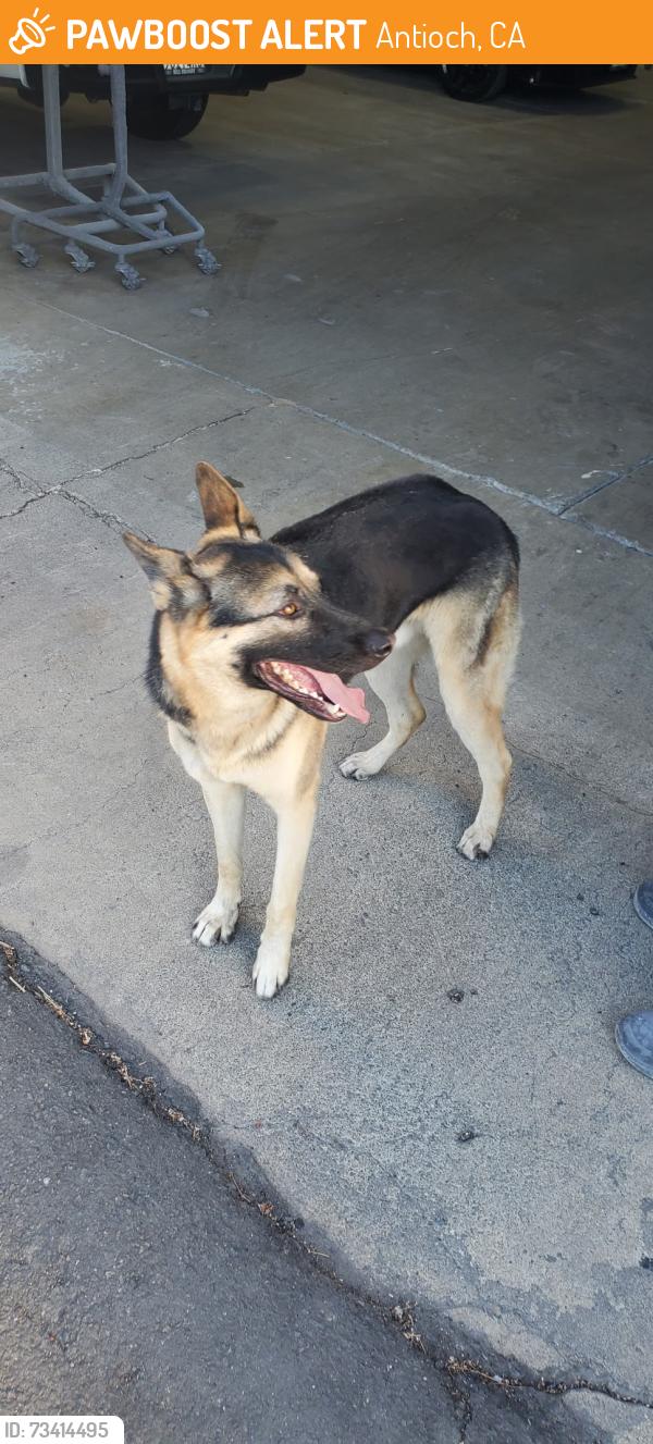 Found/Stray Unknown Dog last seen Autocenter Dr and West 10th St Antioch, Antioch, CA 94509