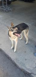 Found/Stray Unknown Dog last seen Autocenter Dr and West 10th St Antioch, Antioch, CA 94509