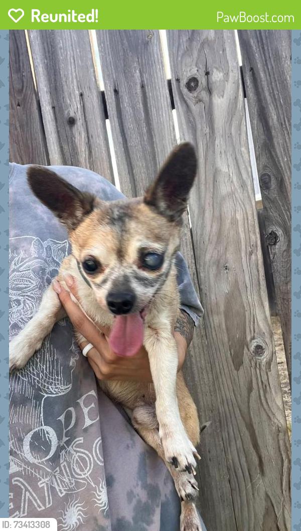 Reunited Male Dog last seen Rollins Way, Antelope, CA 95843, USA, Antelope, CA 95843