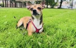 Reunited Male Dog last seen Toronto, Toronto, ON 