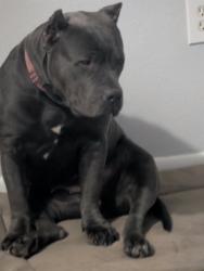 Reunited Female Dog last seen Mt Ephraim and Morgan Blvd, Camden, NJ 08102
