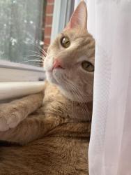 Lost Male Cat last seen Geneva, Hartford, Enterprise AL, Geneva, AL 36340