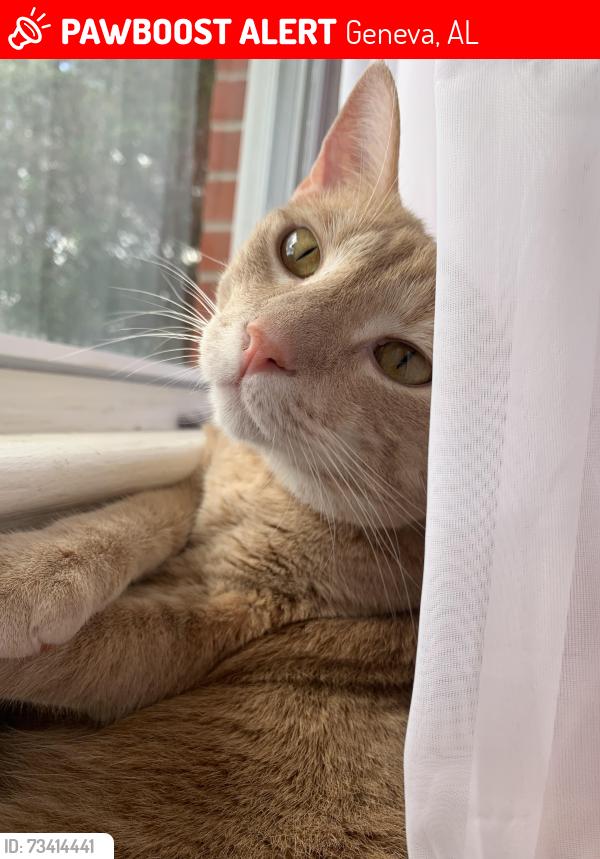 Lost Male Cat last seen Geneva, Hartford, Enterprise AL, Geneva, AL 36340