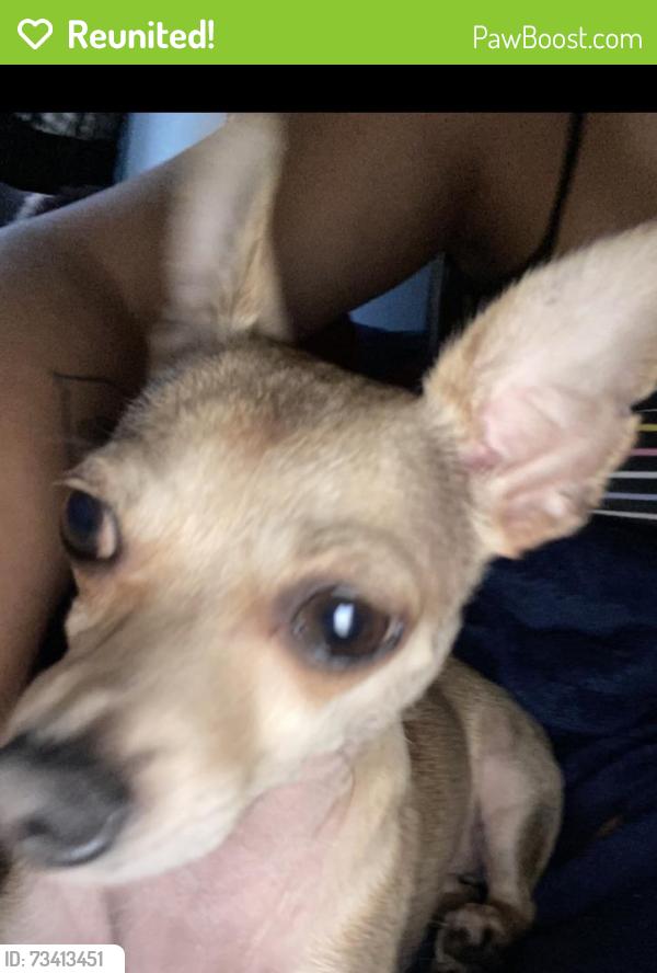 Reunited Female Dog last seen Near W Gramercy Ave, Anaheim, CA 92801, USA, Anaheim, CA 92801