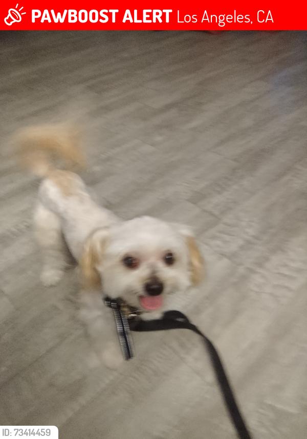Lost Male Dog last seen 6th Street -, Los Angeles, CA 90005