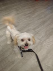 Lost Male Dog last seen 6th Street -, Los Angeles, CA 90005
