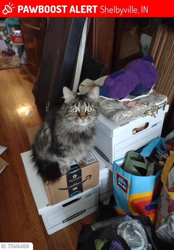 Lost Female Cat last seen Mechanic and Hamilton Streets, Shelbyville, IN 46176