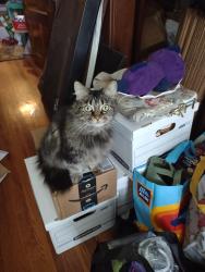 Lost Female Cat last seen Mechanic and Hamilton Streets, Shelbyville, IN 46176