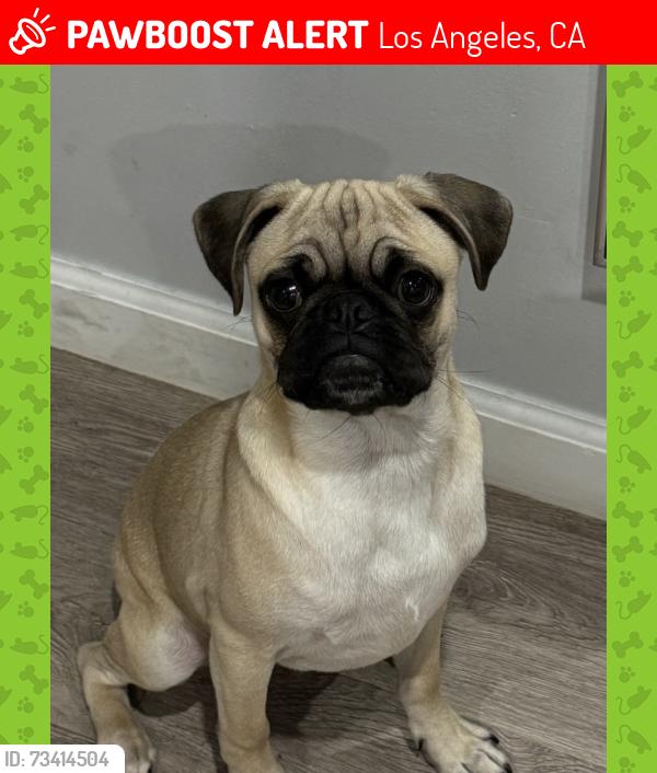 Lost Male Dog last seen 51st and avalon, Los Angeles, CA 90011