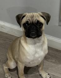 Lost Male Dog last seen 51st and avalon, Los Angeles, CA 90011