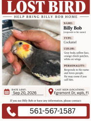 Lost Male Bird last seen Egremont Dr , the street, West Palm Beach, FL 33406
