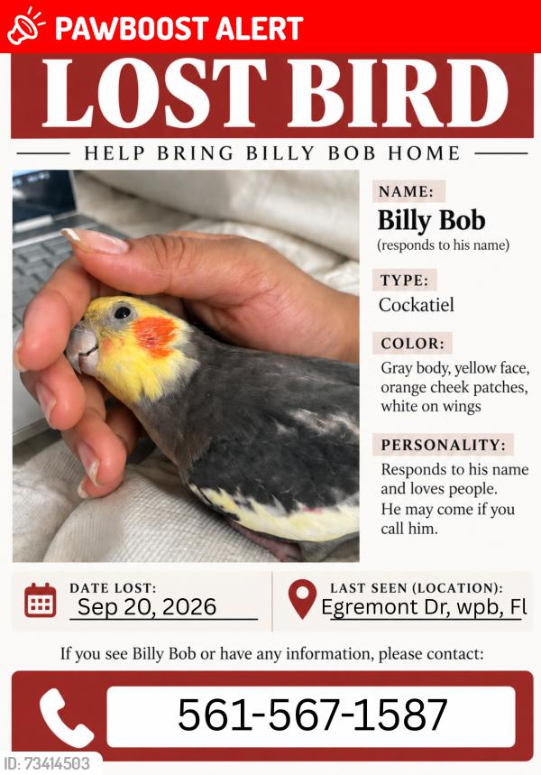 Lost Male Bird last seen Egremont Dr , the street, West Palm Beach, FL 33406