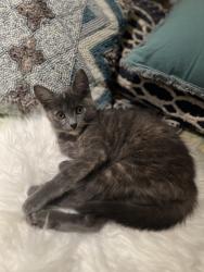 Found/Stray Female Cat last seen Reston, Reston, VA 20190