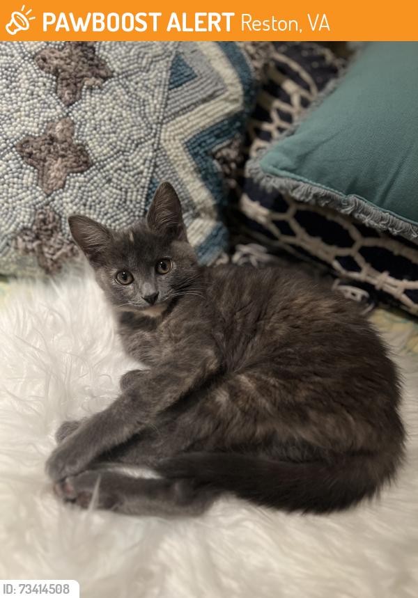 Found/Stray Female Cat last seen Reston, Reston, VA 20190
