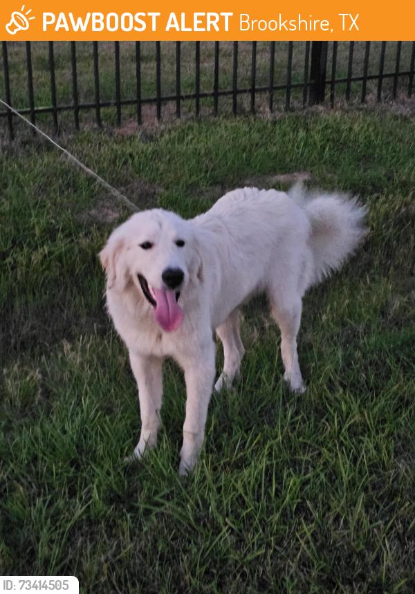 Found/Stray Male Dog last seen Mallard St., Brookshire, TX 77423