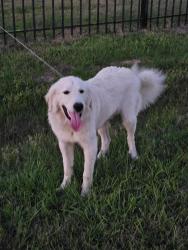 Found/Stray Male Dog last seen Mallard St., Brookshire, TX 77423