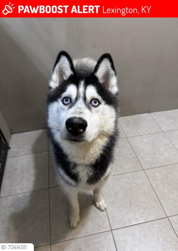Lost Male Dog last seen Trent blvd, Lexington, KY 40517
