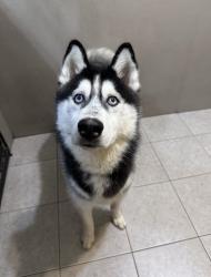 Lost Male Dog last seen Trent blvd, Lexington, KY 40517