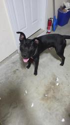 Found/Stray Male Dog last seen Pecan Knoll Dr, Pearl Street, Garrison, Marietta, GA 30008