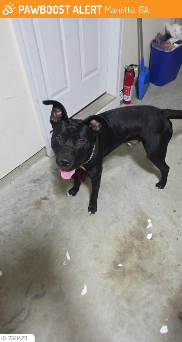 Found/Stray Male Dog last seen Pecan Knoll Dr, Pearl Street, Garrison, Marietta, GA 30008