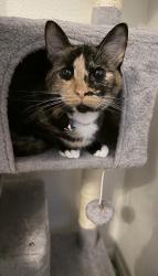Lost Female Cat last seen Falkner rd , Orlando, FL, 32810, Orange County, FL 32810