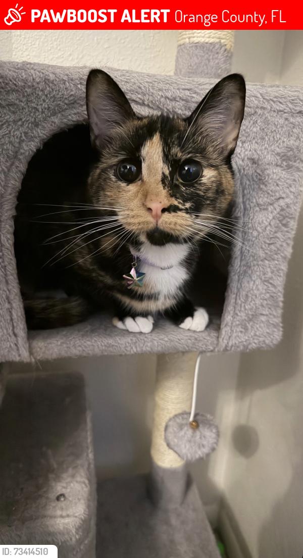 Lost Female Cat last seen Falkner rd , Orlando, FL, 32810, Orange County, FL 32810